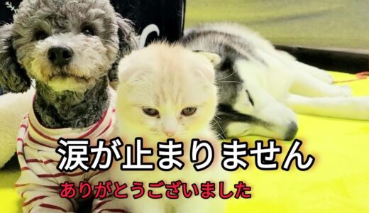 子猫と犬の関係で今まで黙っていたことをお話します…ハスキートイプースコティッシュ