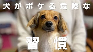 犬がボケやすくなる危険な習慣