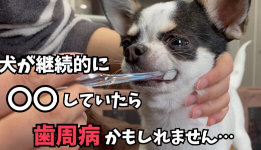 【犬の歯石取り】歯周病にならない為に犬に優しい無麻酔歯石取りしてきました。