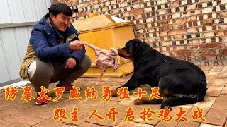 罗威纳面对任何犬种永不退缩，奖励它整只鸡，全程都在表演“争抢大战”