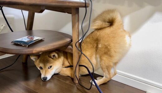 弟犬のイビキにびっくりして隠れたつもりの柴犬が可愛い