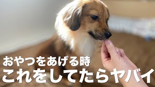 犬におやつを与える時に絶対してはいけないこと