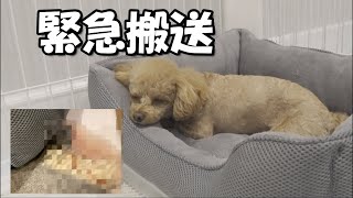 犬が吐血のような嘔吐をしパパが泣きました【病院搬送】