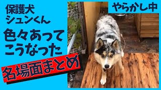 【心を閉ざした保護犬】シュンくん名場面集