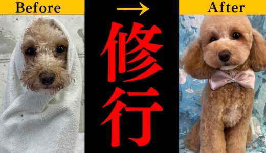 【トイプ犬】泡と滝と風の修行を頑張って美形になったトイプードル /Grooming Teddy bear style【因幡はねる / あにまーれ】 #Shorts