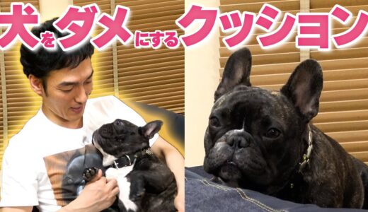 人間をダメにするクッションは犬もダメにするのかレオンで試してみた結果・・・