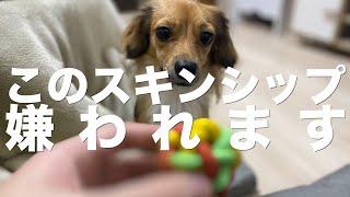 犬が実は全然喜んでいないスキンシップ