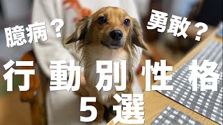 犬の行動でわかる性格5選