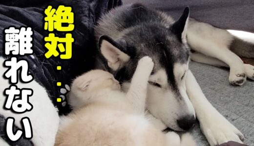 ハスキー犬に育てられた子猫が一緒に生活するうちに、ハスキーのようになりました...