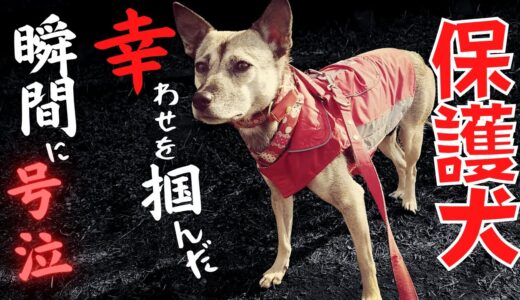 保護犬が幸せを手に入れた瞬間・・飼い主が犬に「ありがとう・・涙」と言った理由が、