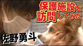 【保護犬】佐野勇斗が保護施設を訪問【元野犬と共同生活】