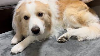 犬の様子が明らかにおかしい..隅っこに縮こまっている💦【ボーダーコリー】