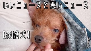 【保護犬】新年最初の嬉しいお知らせと、ちょっぴり残念なお知らせ