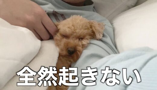 全然起きない犬 vs 仕事で早く起きたい飼い主