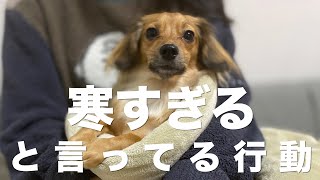 犬が寒い！と言っている行動