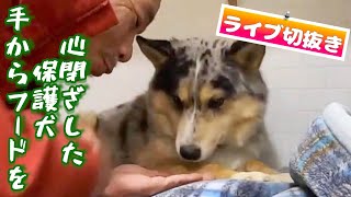 【心を閉ざした保護犬】シュンくん手からドッグフード食べた⁉️「ライブチャンネル切抜き」