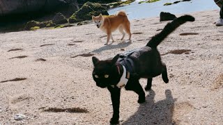 海が楽しすぎてずっとはしゃいでいる犬と猫　Local secret beach