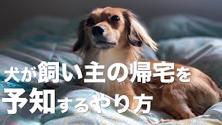 犬が飼い主の帰宅を予知するやり方