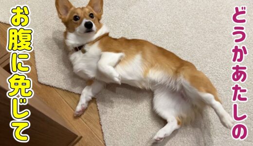 6歳の息子を叱ったときに愛犬がとった行動は...？