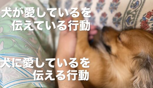 犬が愛してるを伝えている行動と犬に愛してるを伝える行動