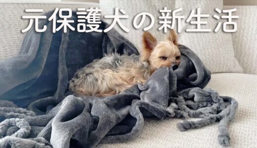 元保護犬マルコ、家族との最初の1週間｜New life, 1st week