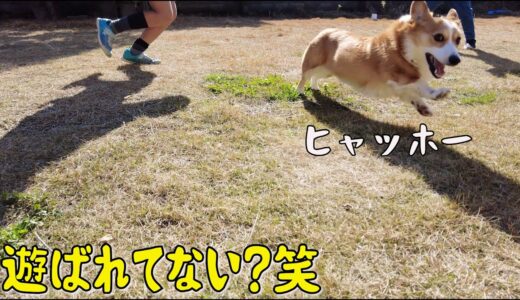 小学生にもて遊ばれるコーギー犬