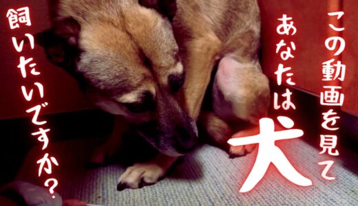 【犬を飼う前に見て！】あなたは犬を飼いたいですか？優しすぎる兄犬に救われる物語