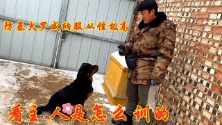 防暴犬罗威纳的服从性就是高，主人一生令下让干啥干啥