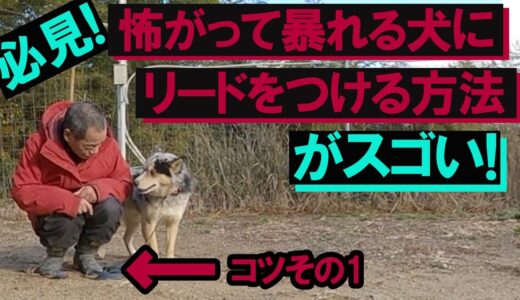 怖がって暴れる犬（野犬・経験不足）興奮を抑え散歩前のリードをつけるコツ！