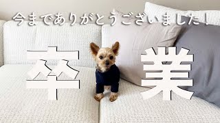 保護犬、最後の日。今日から新しい犬生を歩みます！｜Day161