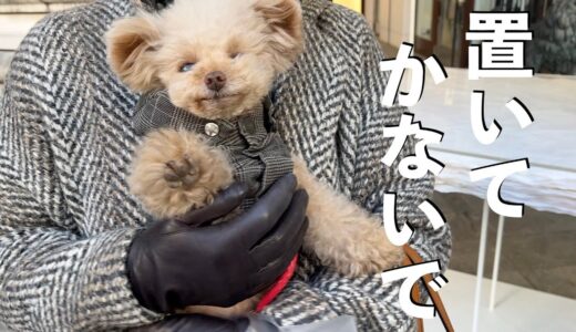 犬を視聴者さんに預けてみましたw【ペットも入れるお店】【トイプードル】[4K]