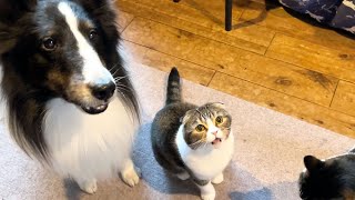 病院に連れて行かれると思ったら犬の親友と再会できた猫！