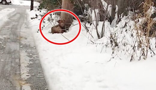 雪の上で鳴いていた犬。怪我をして痛みに耐えていた犬を保護すると少しずつ元気を取り戻しています【動物 感動】