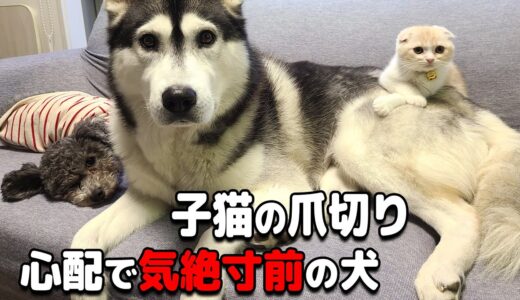 子猫に初めて爪切りしたらハスキー犬と保護犬トイプードルが心配で気絶寸前に...