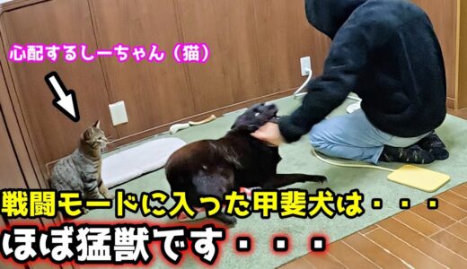 【甲斐犬一休と猫のしずく】野生のスイッチを入れてしまいました