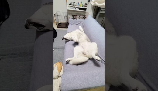 子猫と犬の寝相が…笑#shorts