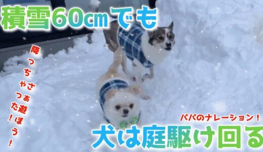 【大雪】積雪60㎝降っても犬は庭駆け回る！【保護犬】〈初〉パパのナレーション動画どうでしょう？？