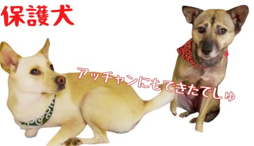 保護犬アッチャンに奇跡が起きた！？〇〇上手にできたでしゅ