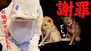 謝罪【元保護犬】お騒がせしました！・・結果を深く受け止めます。