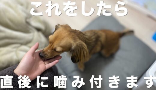 犬が見せてきたらその直後に噛まれる行動