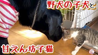 【子猫　子犬　保護犬　保護猫】野犬の子犬と甘えん坊子猫と食いしん坊大ちゃん