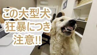 ガルル!!この大型犬狂暴なので取り扱い注意。ゴールデンレトリバーの子犬ティト。