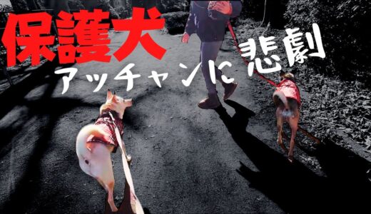 【保護犬の竜之助】優しい犬との時間が悲劇に変わる瞬間！アッチャン…ｗ