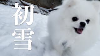 【初雪】犬は喜び庭駆け回る