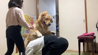 大型犬がいる室内運動は普通に危ない