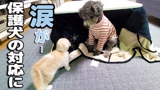 子猫に何されも怒らない保護犬トイプードルに感動…