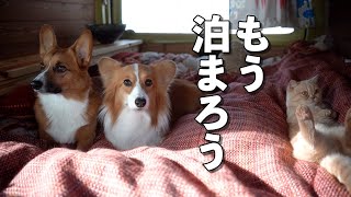 ホワイトアウトしても、優雅に過ごした犬と猫【コーギー】【マンチカン】