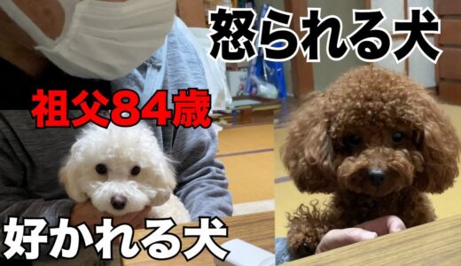 【恐怖】犬嫌い84歳の祖父の家に子犬を連れて遊びに行ってみた