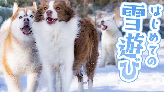 【初雪】はじめて雪で遊んだ犬達が絵に描いたような反応で可愛すぎたｗ【ボーダーコリー・シベリアンハスキー】