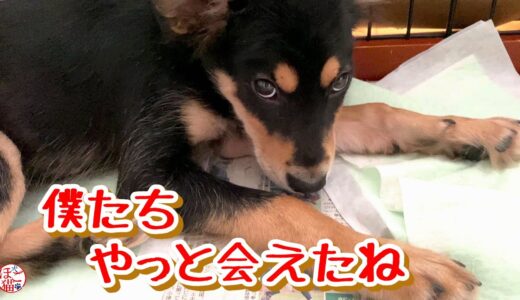 【子猫　子犬　保護犬　保護猫】野犬の子犬　僕たちやっと会えたね